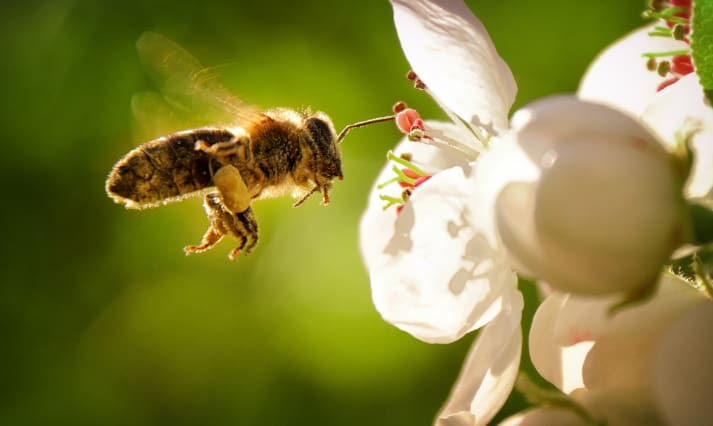bee